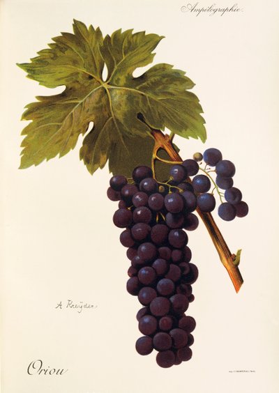 Oriou grape by Alexis Kreyder