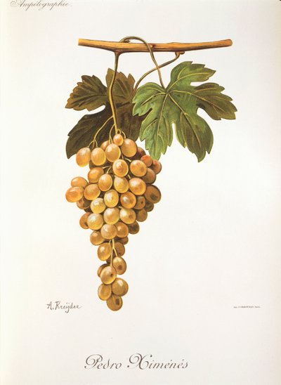 Pedro Mimenes grape by Alexis Kreyder