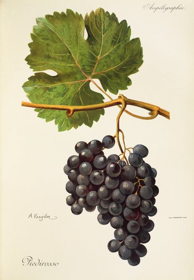 Piedirosso grape by Alexis Kreyder