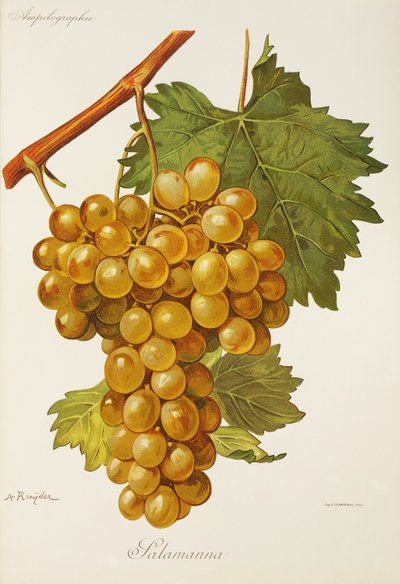 Salamanna Grape by Alexis Kreyder