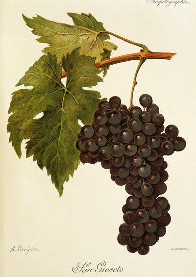 San Gioveto Grape by Alexis Kreyder