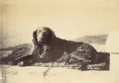 Peter by Alfred Capel Cure