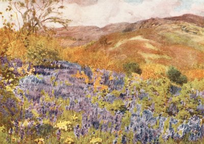 Lake District: Wild Hyacinths by Alfred Heaton Cooper