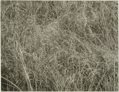 Grass by Alfred Stieglitz