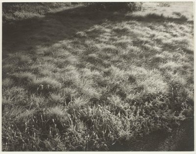 Grass and Frost by Alfred Stieglitz