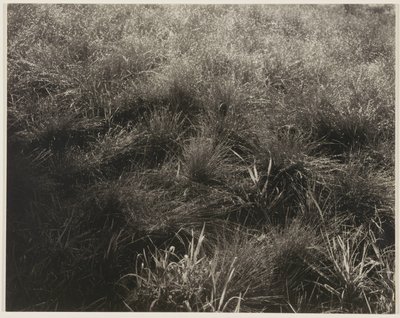 Grasses by Alfred Stieglitz