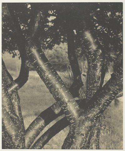 The Dancing Trees by Alfred Stieglitz