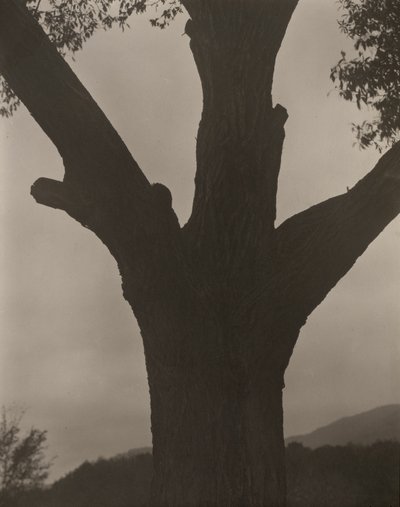 The Dying Chestnut by Alfred Stieglitz
