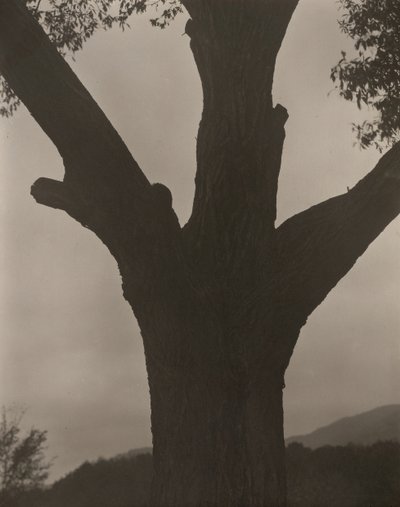 The Dying Chestnut by Alfred Stieglitz