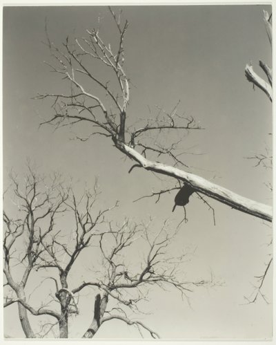 The Dying Chestnut Tree—My Teacher by Alfred Stieglitz