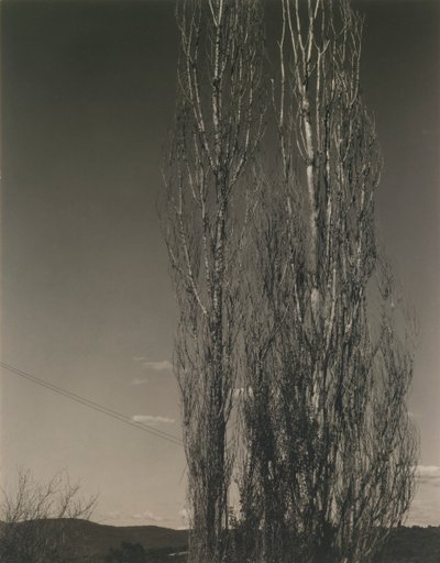 The Two Poplars, Lake George by Alfred Stieglitz