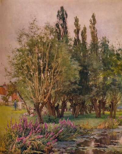 Purple Loosestrife by Alfred William Parsons
