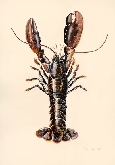 Lobster from Solva by Alison Cooper