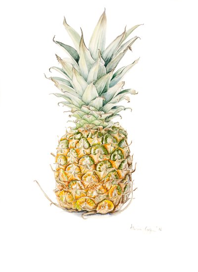Ripe Pineapple by Alison Cooper