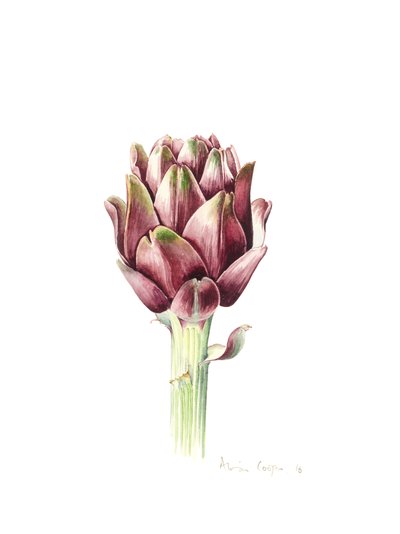 Sardinian Artichoke by Alison Cooper