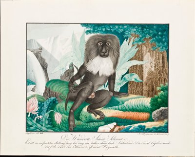 A Macaque, 1837 by Aloys Zötl