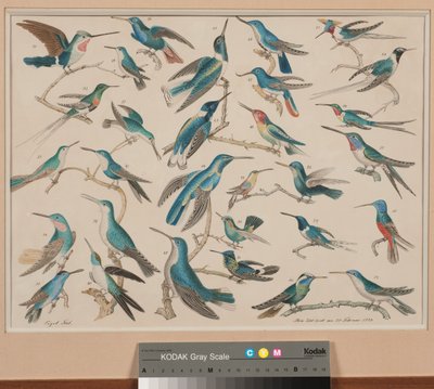 The Hummingbirds by Aloys Zötl
