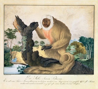The Saki Monkey, 1835 by Aloys Zötl