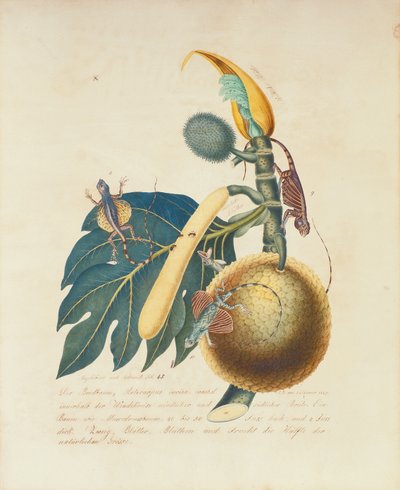 Der Broadbaum by Aloys Zötl