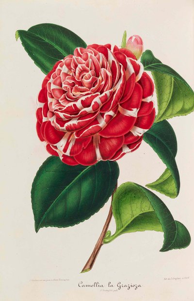 New Iconography of Camellias, 1850-1860 by Ambroise Alexandre Verschaffelt