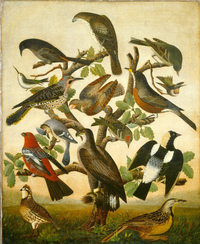 Birds by American 19th Century