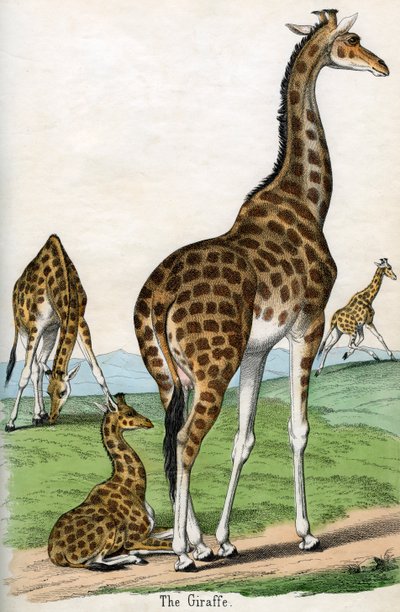 Antique Print of Giraffes by American School