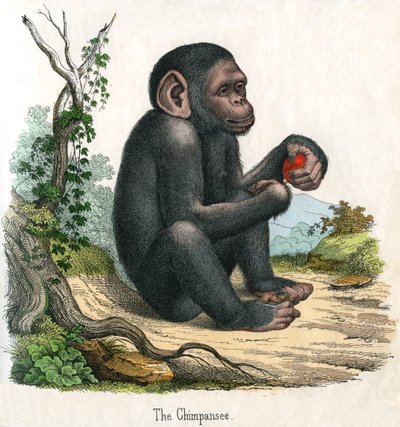 Antique Print of a Chimpanzee by American School