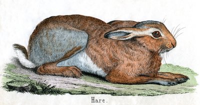 Antique Print of a Hare by American School