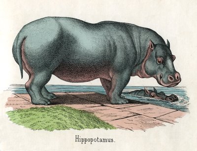Antique Print of a Hippopotamus by American School