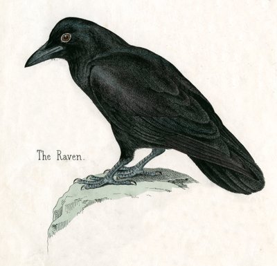 Antique Print of a Raven by American School