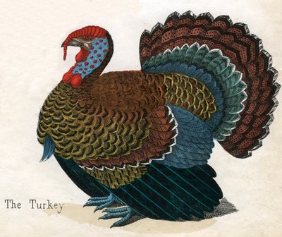 Antique Print of a Turkey by American School