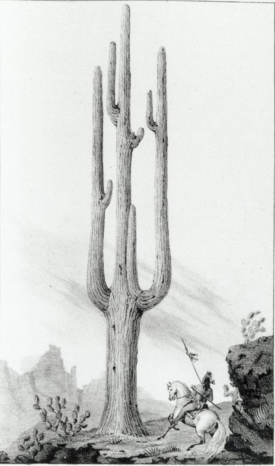 Cereus Giganteus by American School