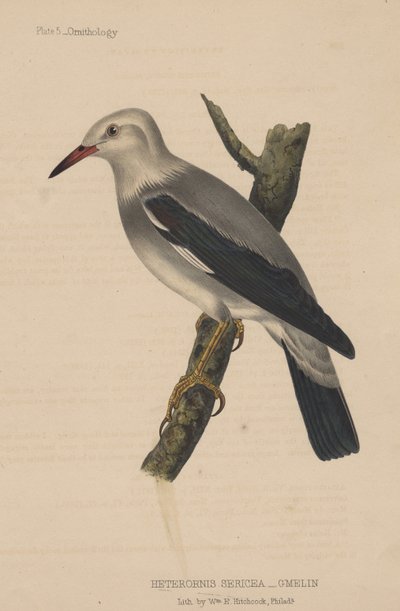 Heterornis Sericea (Gmelin) by American School