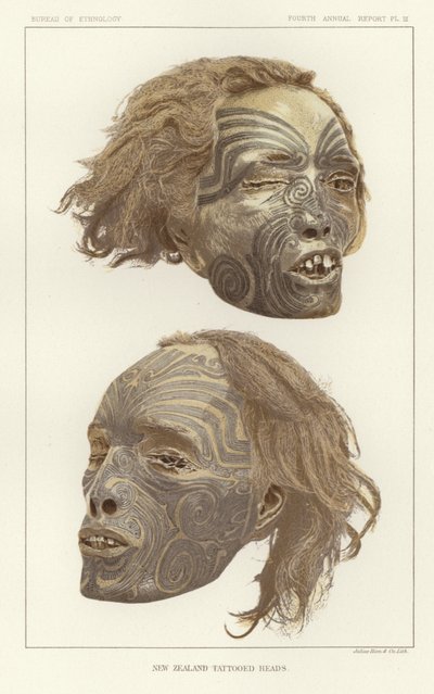 New Zealand Tattooed Heads by American School