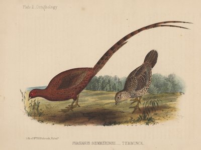 Phasianus Soemmeringh by American School