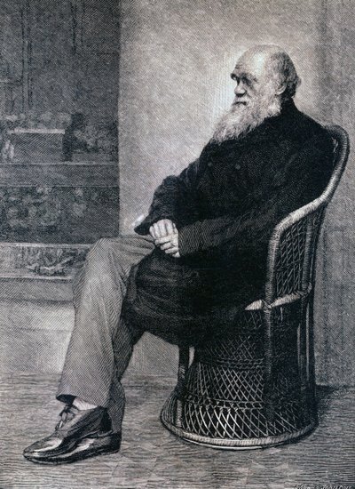 Portrait of Charles Darwin by American School