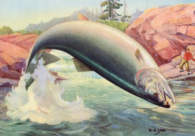 Sport Fishing: Leaping Atlantic Salmon by American School