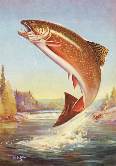 Sport Fishing: Leaping Brook Trout by American School