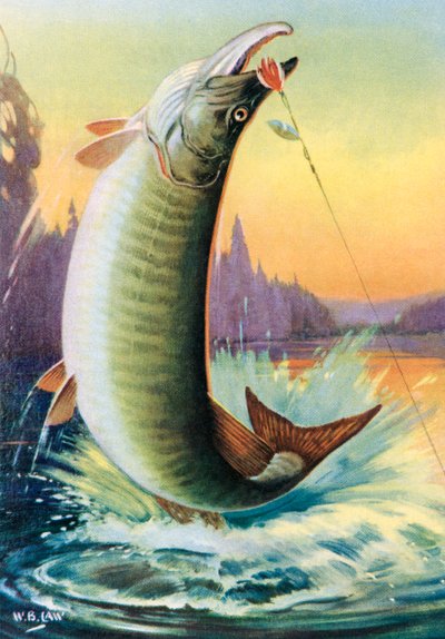 Sport Fishing: Leaping Muskie by American School