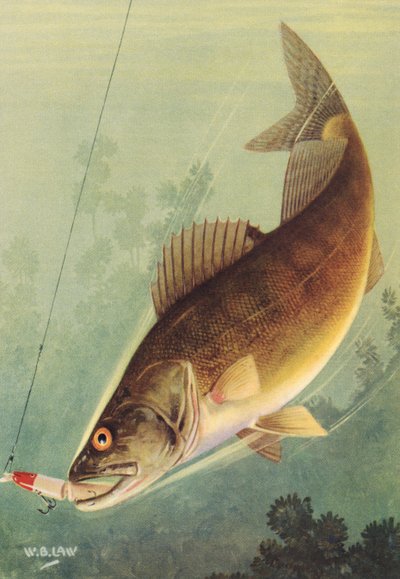 Sport Fishing: Walleye Striking a Lure by American School