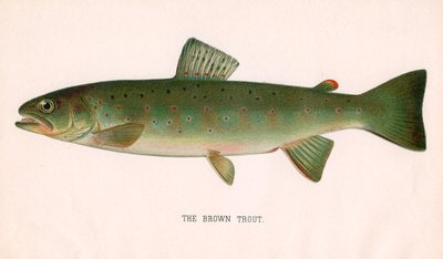 The Brown Trout by American School