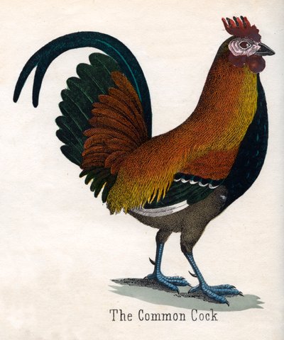 The Common Cock by American School