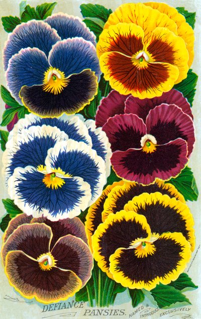 Victorian Pansy Blossoms by American School