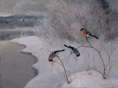 Bullfinches by Anders Kongsrud