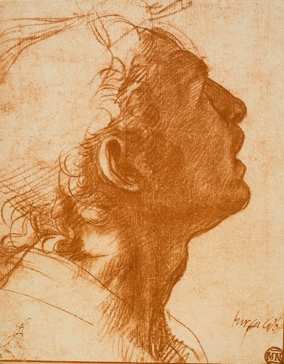 Male Head by Andrea del Sarto