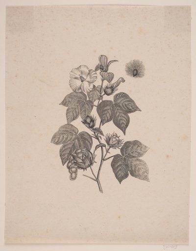 Cotton Plant by Andreas Flinch