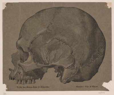 Skull by Andreas Flinch