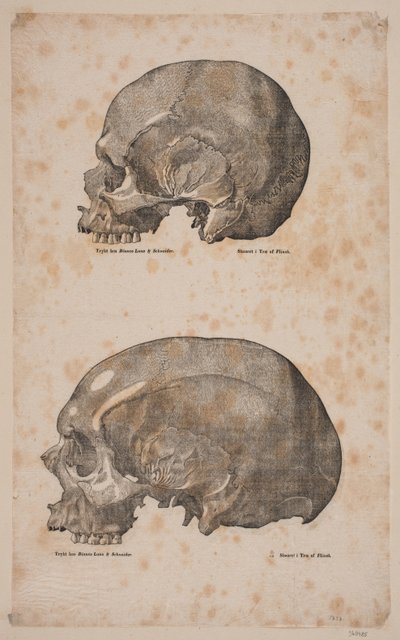 Two Skulls by Andreas Flinch