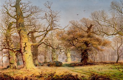 Oak Trees in Sherwood Forest by Andrew MacCallum