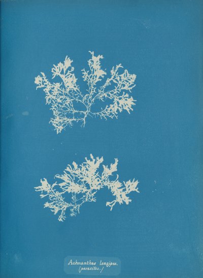 Achnanthes longipes, parasitic, ca. 1853 by Anna Atkins